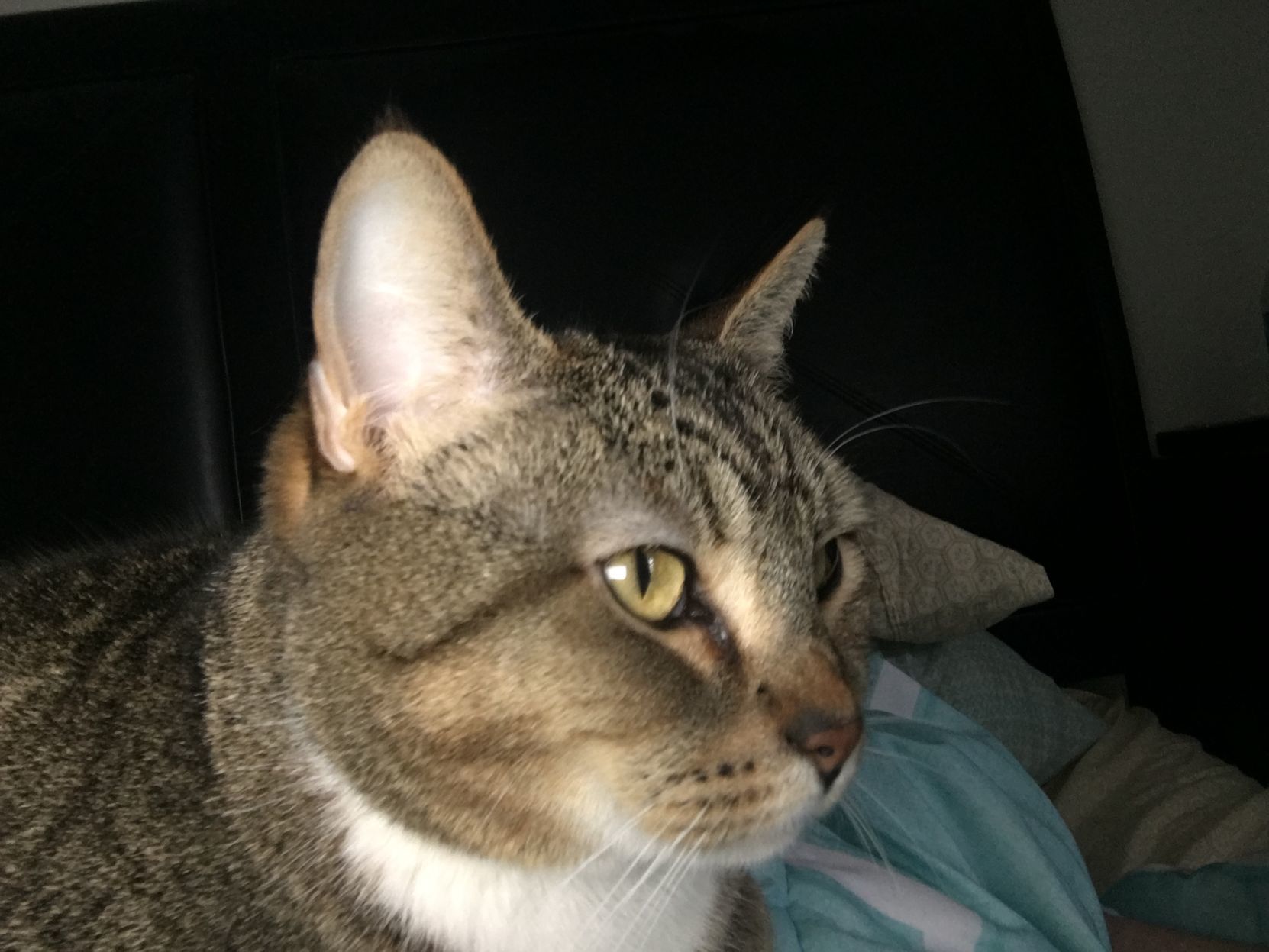 Lou